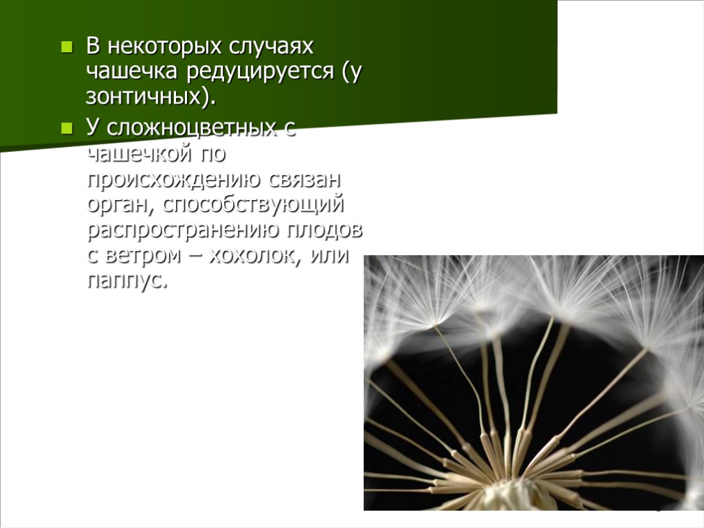 5 В некоторых случаях чашечка редуцируется (у зонтичных). У сложноцветных с чашечкой по происхождению